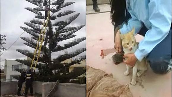 Serenos rescatan a gatito que quedó atrapado por dos días en árbol (VIDEO)