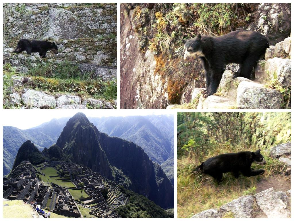 Machu Picchu: Oso de anteojos sorprende a turistas en su visita