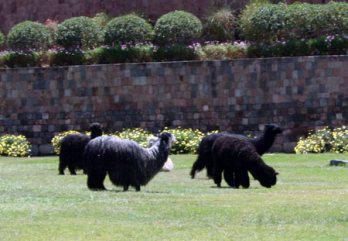 Por la genealogía
 de los auquénidos