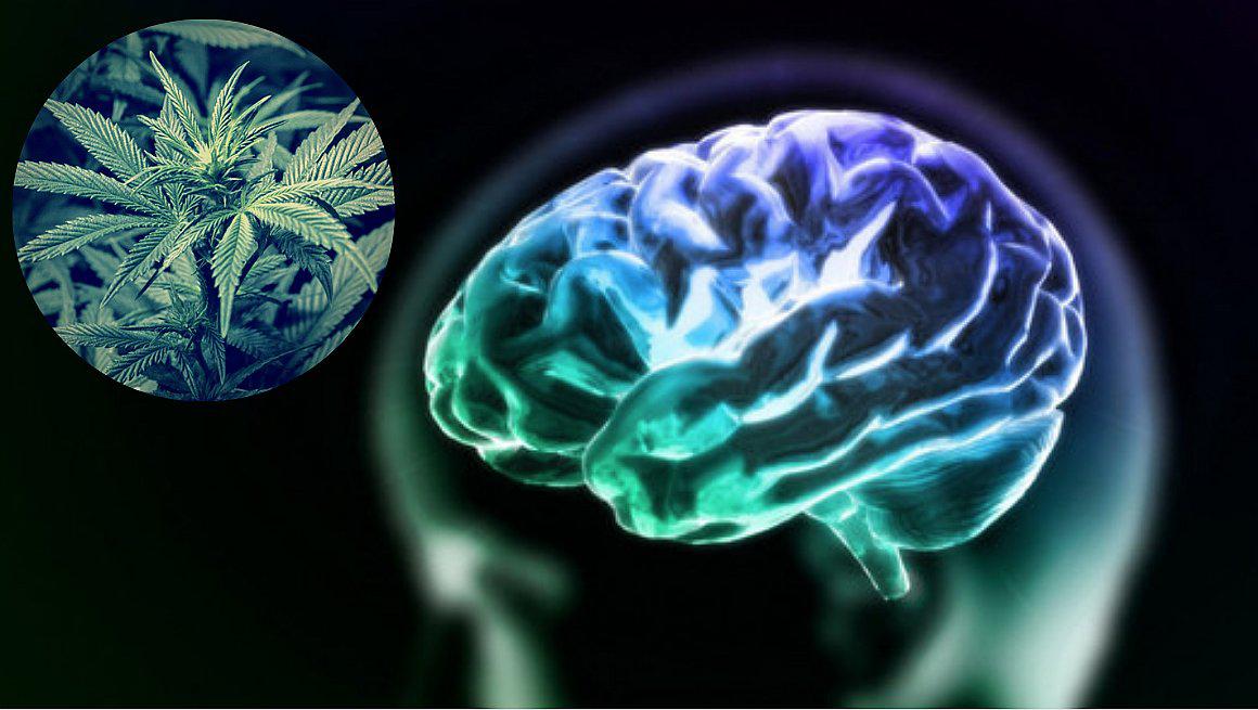 Identifican de qué forma el cannabis afecta a las neuronas
