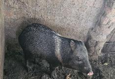 Piura: Rescatan a sajino abandonado en veterinaria de Morropón