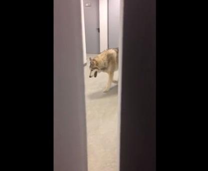 Sochi 2014: Lobo paseando en la villa deportiva asusta a atletas (VIDEO)