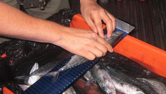 Tumbes: Incautan una tonelada de pez falso volador