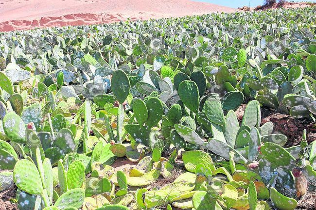 Arequipa: Venden kilo de cochinilla a 40 dólares