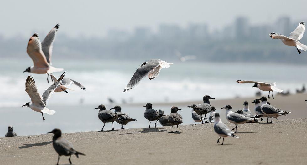 Lima en cuarentena. (Foto: GEC /Miguel Yovera)