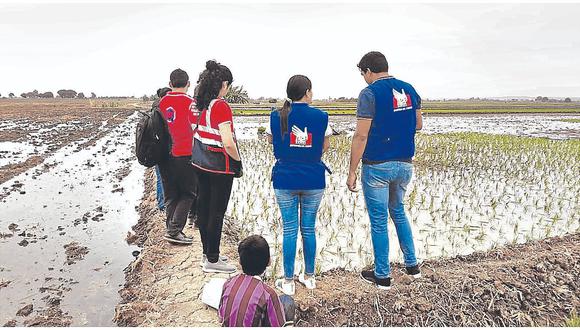 Rescatan a cuatro menores trabajando en cultivos de arroz