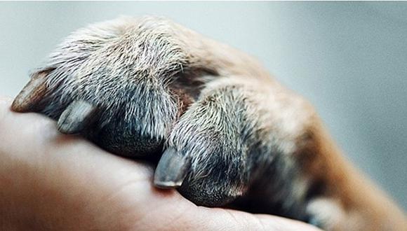 Netflix estrenó el emotivo documental 'Dogs' (TRAILER)