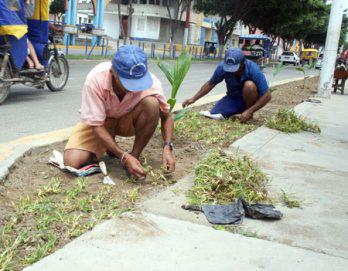 SIEMBRAN PLANTAS ORNAMENTALES EN AV. TUMBES