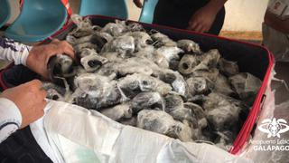 Descubren una maleta con 185 tortugas bebés en el aeropuerto de Galápagos