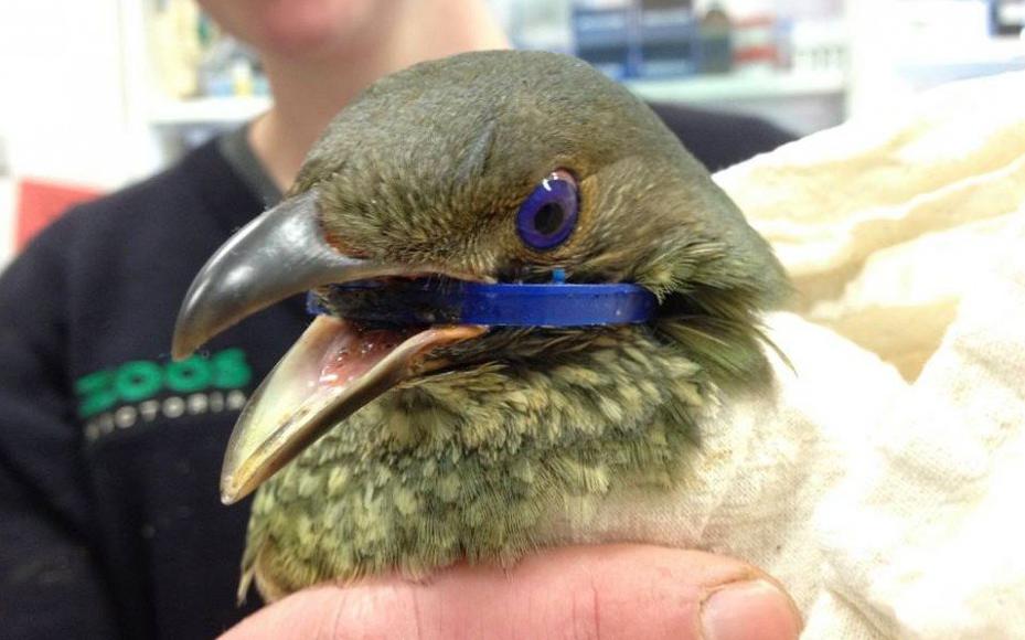 Pronostican que casi todas las aves marinas habrán ingerido plástico para 2050