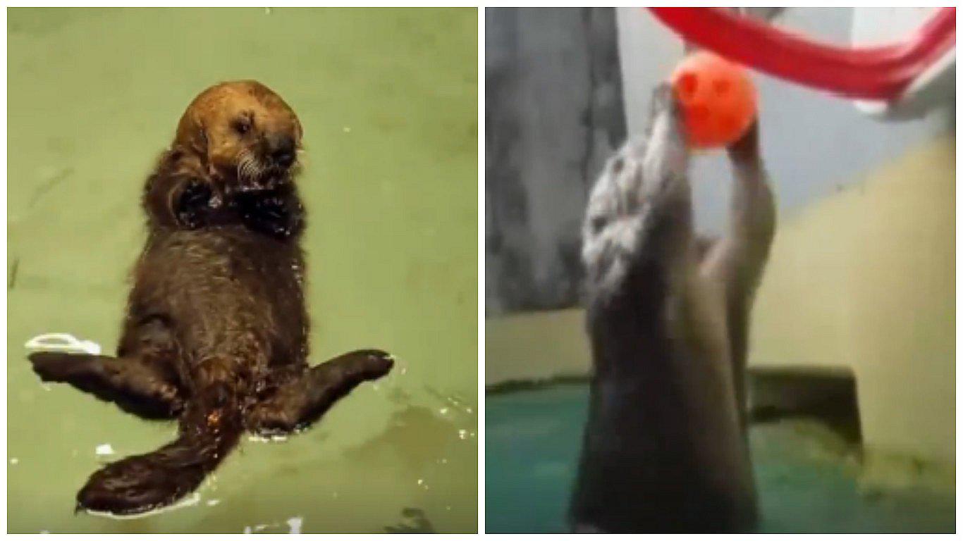 Día Mundial de la Nutria: Estos son sus pasatiempos más graciosos (VIDEO)