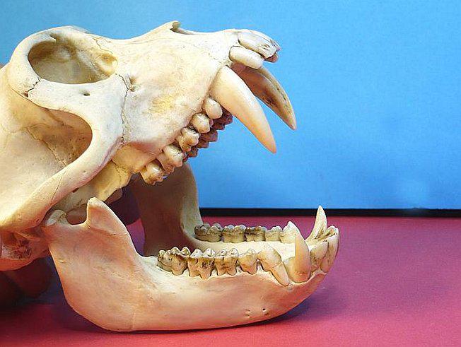 Panamá: Descubren fósiles del primer mono de América del Norte