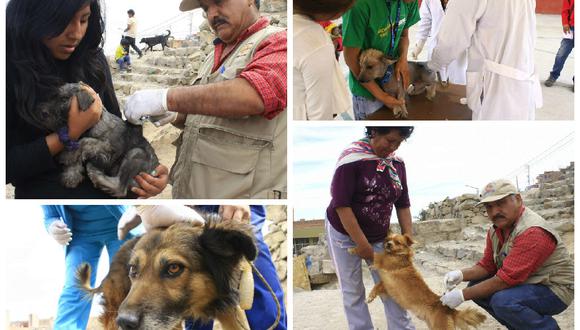 Miles de canes fueron vacunados contra la rabia en Arequipa