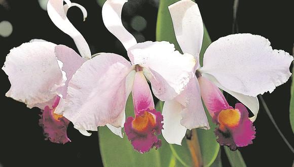 Orquídeas: florecen en Perú para adornar el mundo