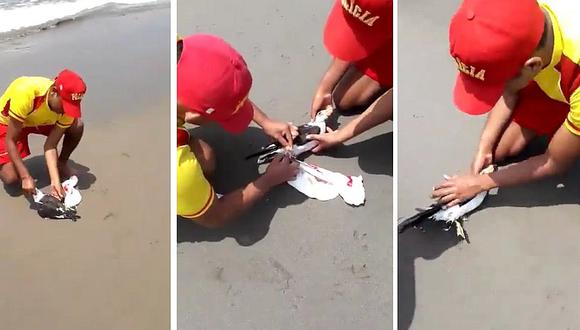 Policías rescatan a gaviota que tenía amarrada una bolsa de plástico en sus patas (VIDEO)