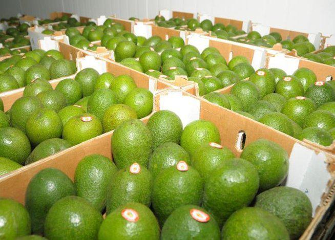 Exportación de palta Hass crece más de 300%
