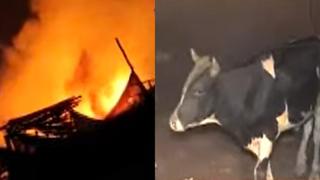Puente Piedra: Adulto mayor pierde casi un centenar de animales tras incendio en su granja (VIDEO)