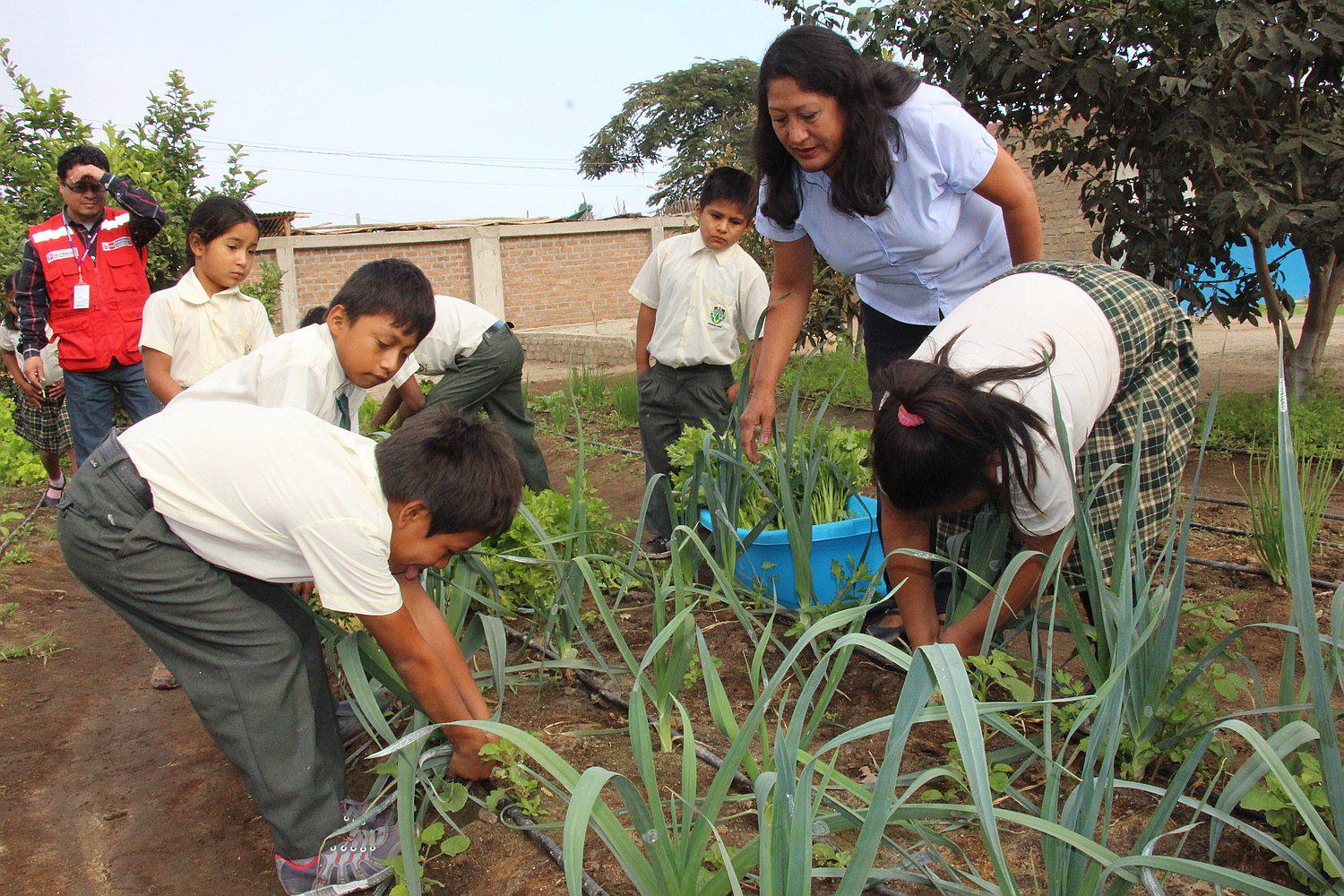 Áncash: Alumnos de Moro consumen verduras que cosechan en huerto escolar