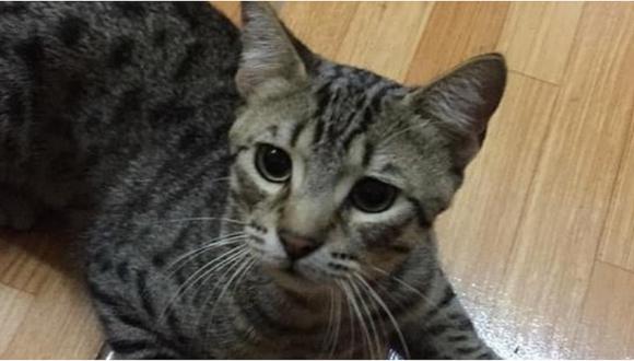 Gato causa furor en Facebook por su original forma de avisar que quiere entrar a casa 