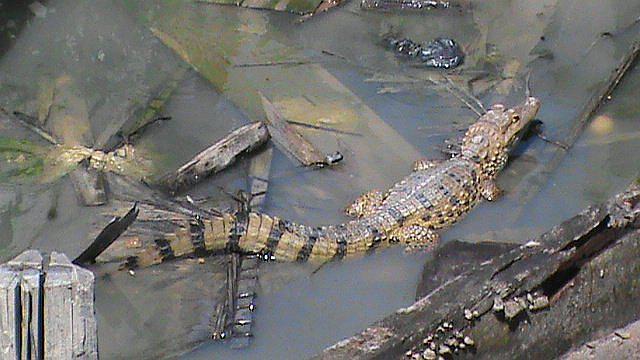 Calentamiento Global: Lagartos serán los primeros animales en extinguirse