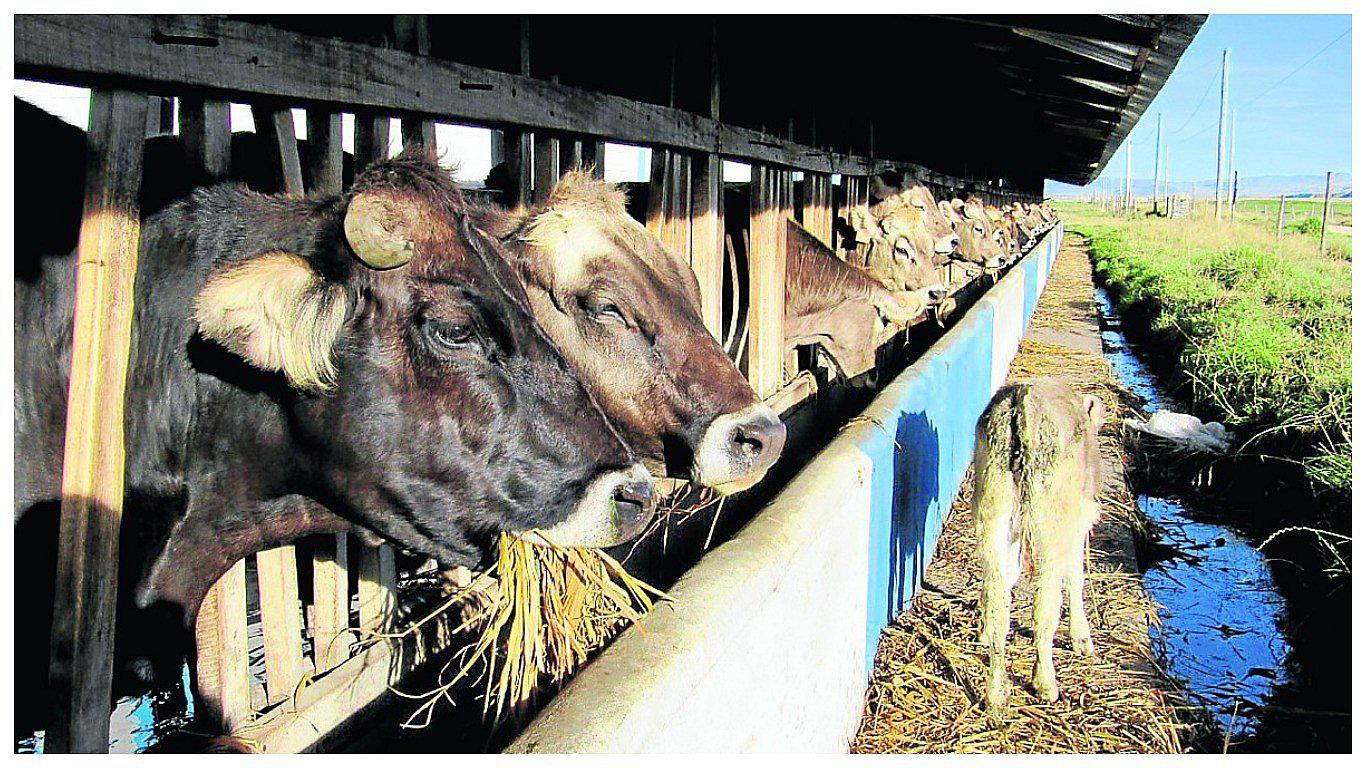 ​Después de las cenizas, la hacienda Laive Ingahuasi lucha por su resurgimiento