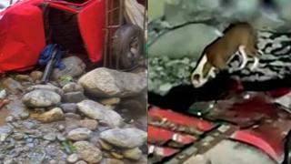 Carretera Central: perro se entera que sus tres dueños fallecieron y acude a lugar de accidente (VIDEO)