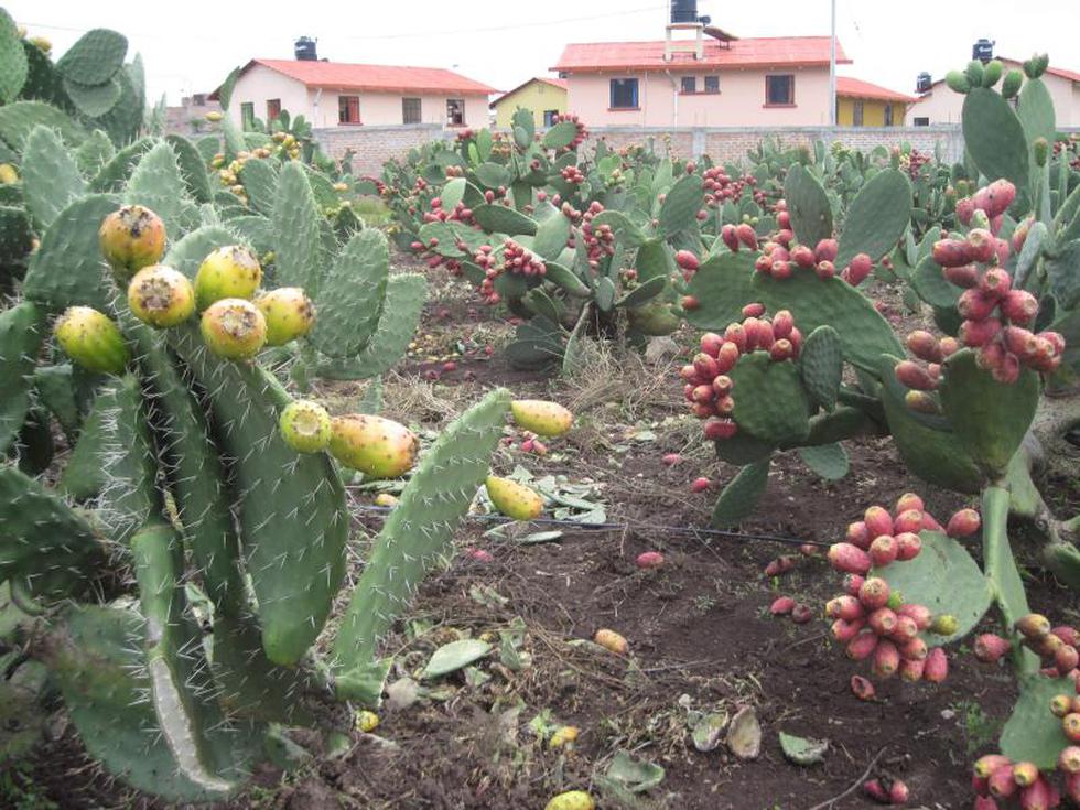 La tuna, reina de las frutas