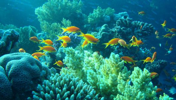 Cambio climático amenaza con extinguir a las especies marinas tropicales
