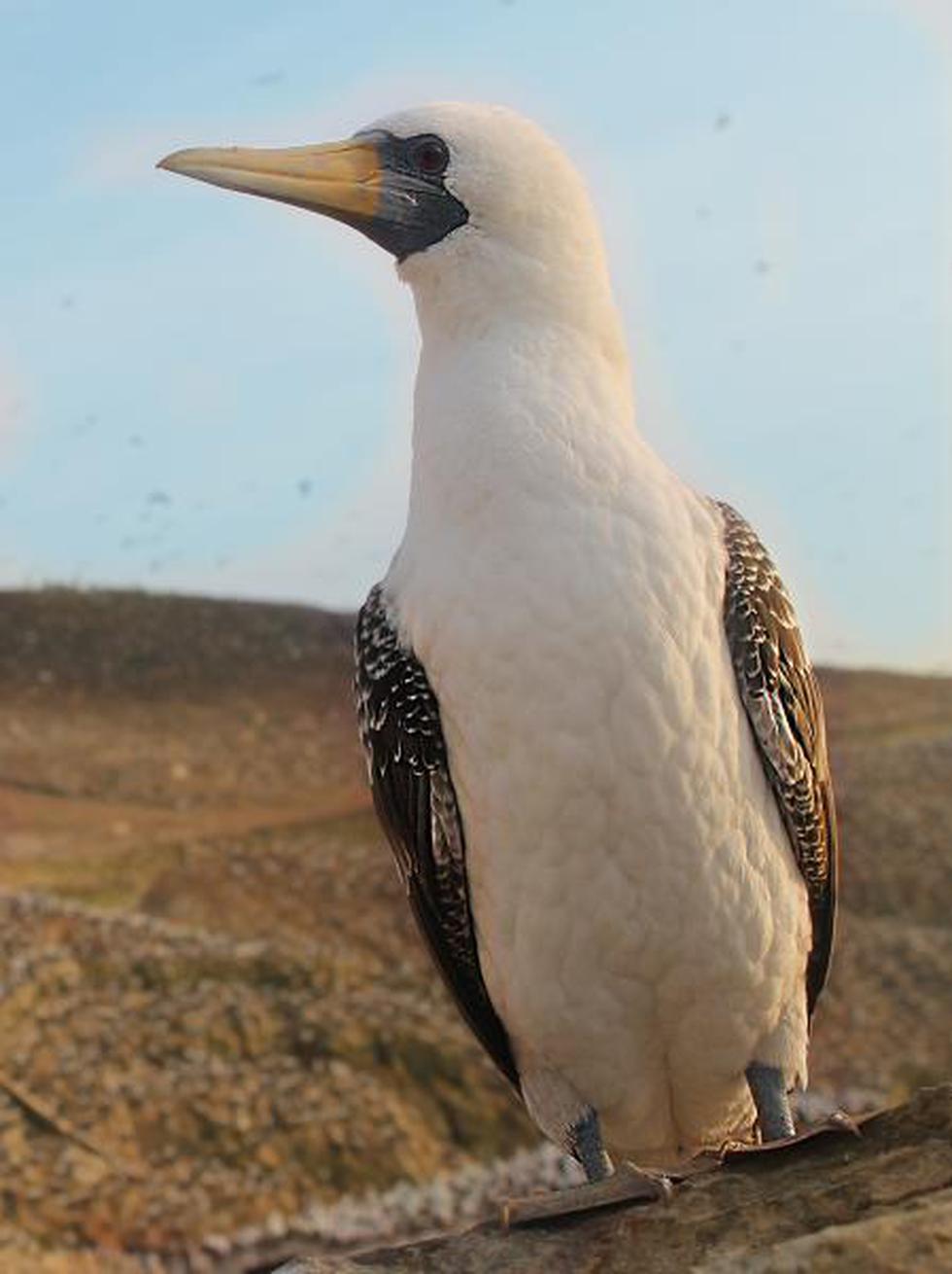 Islas Guañape: tesoro marino de la región La Libertad (Fotos)