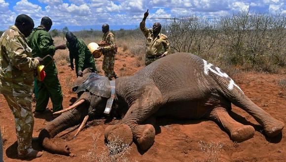 ​Kenia: Abren laboratorio especializado para luchar contra la caza furtiva