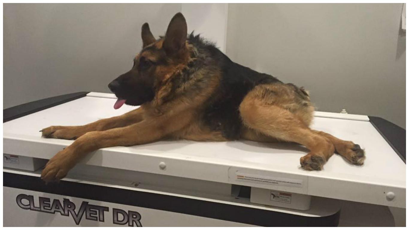 ​Quasimodo, el pastor alemán que ha conquistado las redes sociales