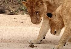 Un cangrejo demostró que es el rey de la selva a este grupo de leones