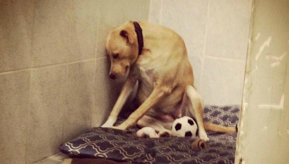 Facebook: Conoce la historia de Lana, "La perra más triste" 