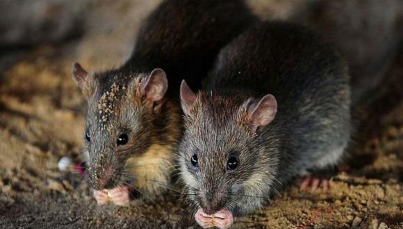 India: Policía acusa a plaga de ratas por la desaparición de miles de litros de alcohol