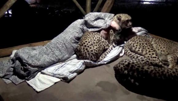 La historia del guardabosques que se volvió viral en TikTok por dormir con leopardos. (Foto: Dolph C. Volker / YouTube)