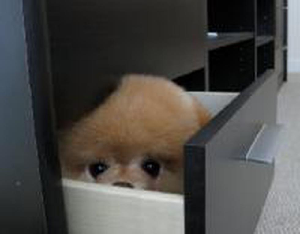 Boo, el "perro más bonito del mundo" es ahora el "más rico"