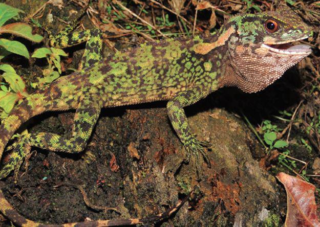 Nuevas especies de reptiles aparecen en Amazonía