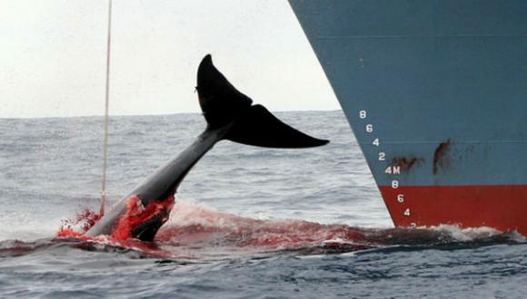 Japón: Balleneros cazaron 333 ballenas en campaña 2015-16 en el Antártico
