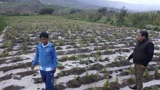 Ayacucho: granizada en el distrito de Tambillo afecta más de 100 hectáreas de cultivos y pobladores piden ayuda