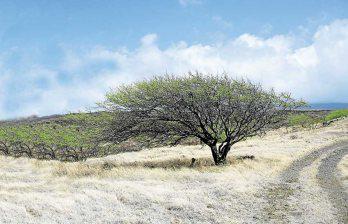 VI Festival del Huarango