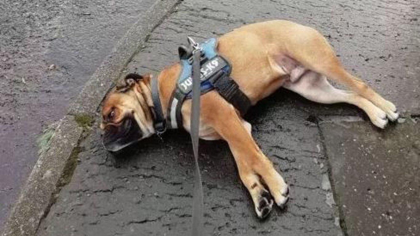 Perro finge su muerte para no seguir con la caminata (FOTOS)