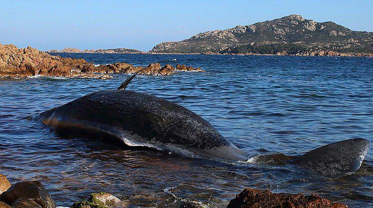 Hallan 22 kilos de plástico y un feto de cetáceo intacto dentro de una ballena