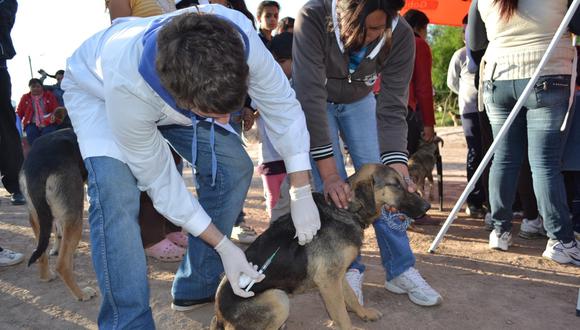 Tacna: En adelanto de campaña antirrábica vacunaron a 428 canes