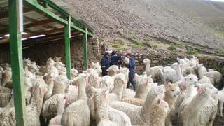 Un paso a la mejora del sector alpaquero de Huancavelica
