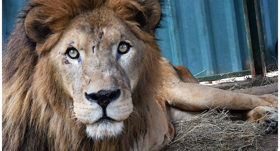 Costa Rica: muere Kivú, el único león del país tras un largo ...