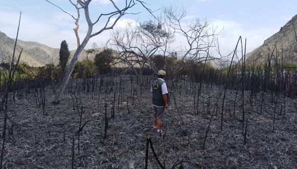 Áncash: Bomberos apagaron las llamas del incendio forestal en Huarmey  (Foto: COER)