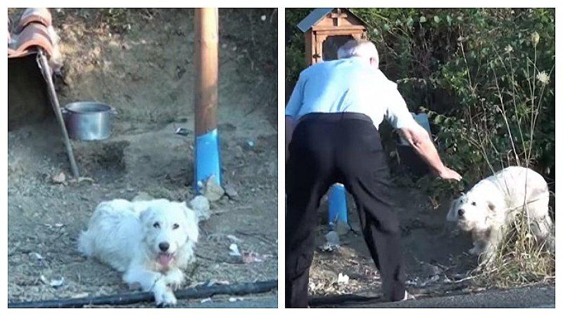 Hombre falleció hace año y medio en trágico accidente pero su mascota aún lo sigue esperando (VIDEO)