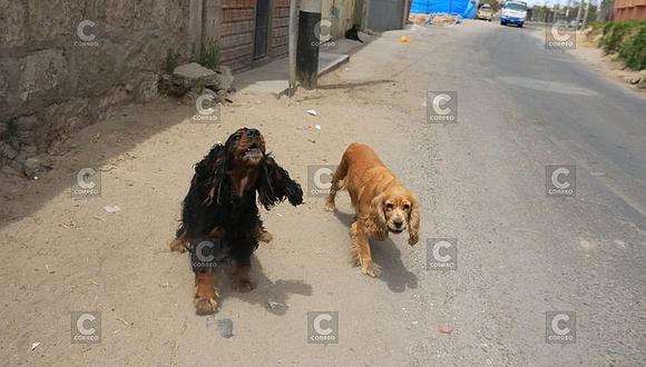 Suben a 4 los casos de rabia canina en Arequipa