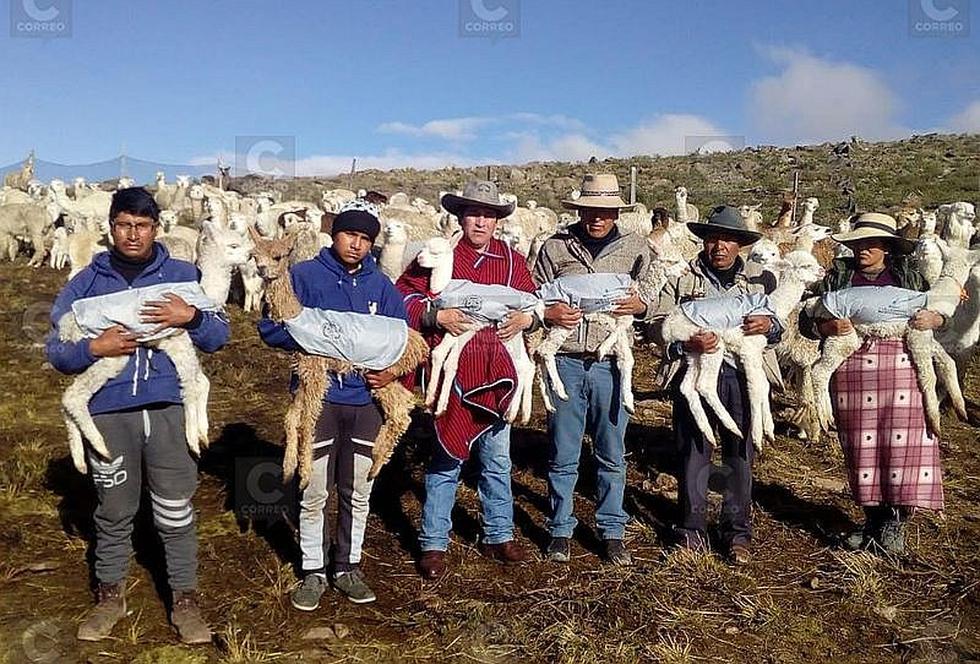 ​Comuneros abrigan a alpacas con chalecos térmicos en Caylloma