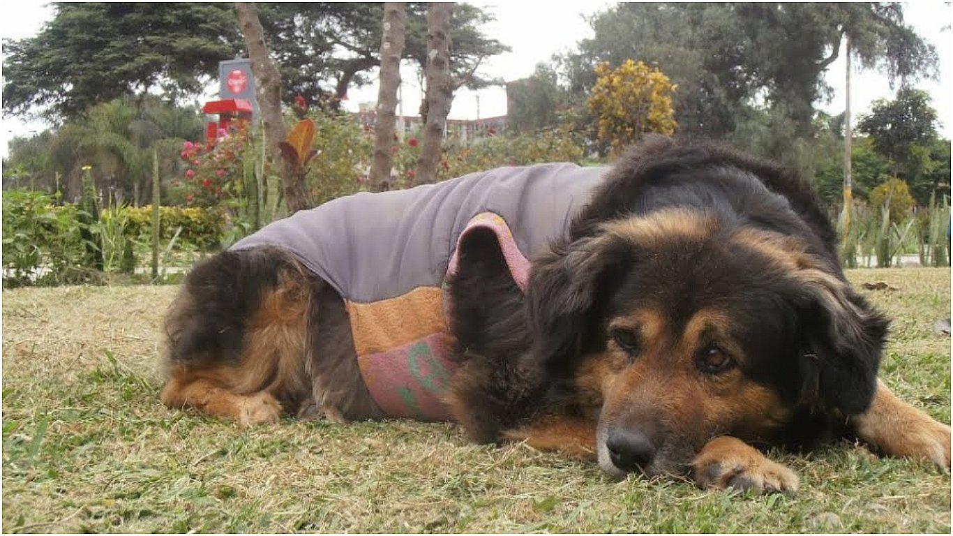 'Perrovaca' tendrá estatua en el campus de San Marcos